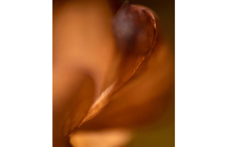 Exposition photo : « Abysses végétales »