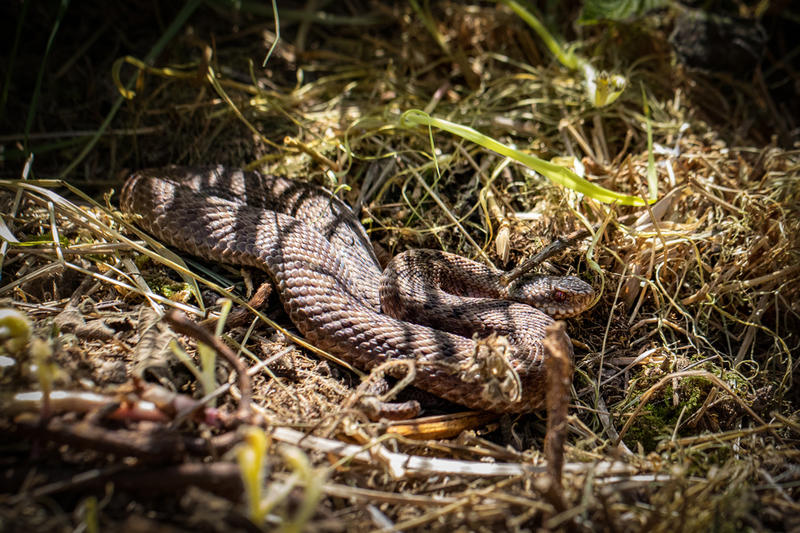 Chapelle de Guémy - Vipère et lézards