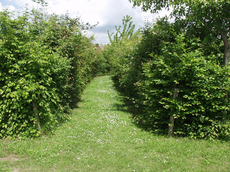 Entretenir ses plantations champêtres, c’est essentiel !