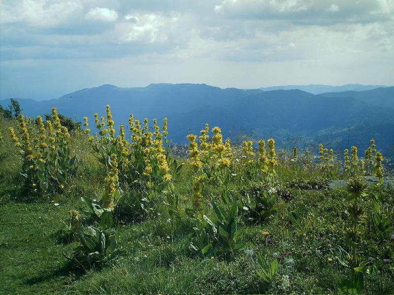Balade nature : les plantes en chemin