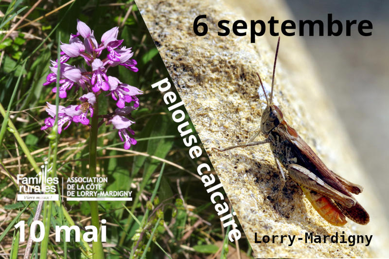 Visite sur la pelouse calcaire