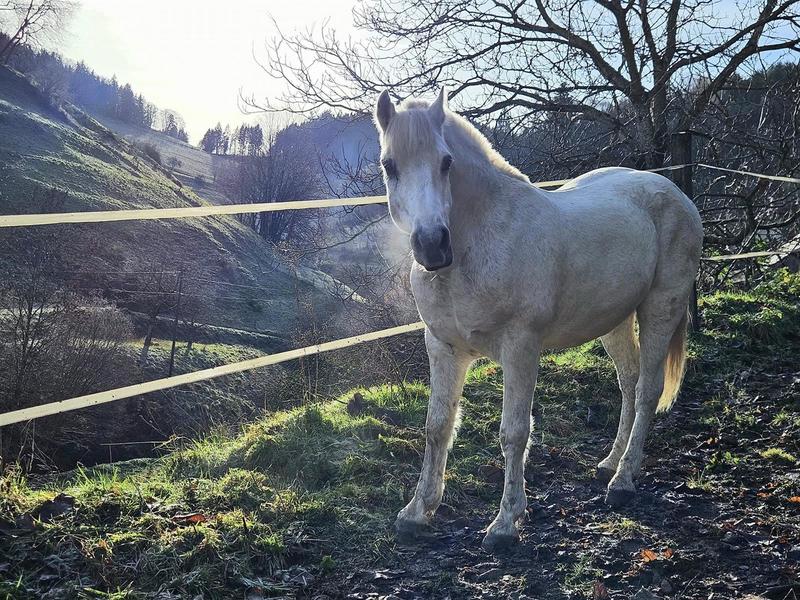 Préparation Galop 3 et 4 : théorie et travail à pied
