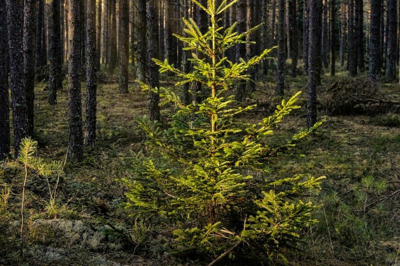 Les contes de l’Arbre Noël