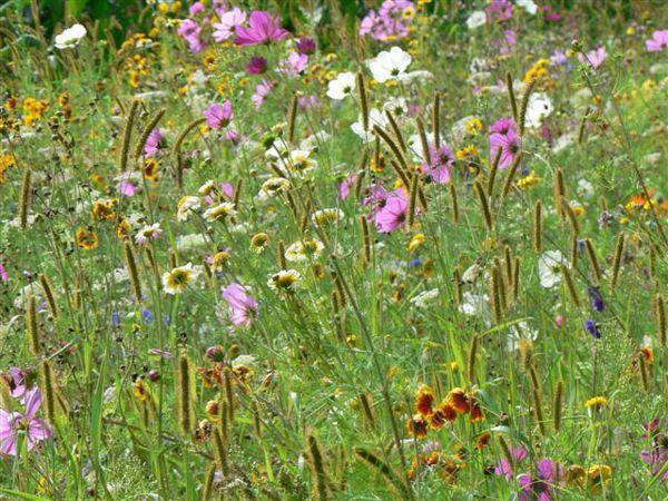 Sortie nature Cpie Pays Basque : "La science infuse"
