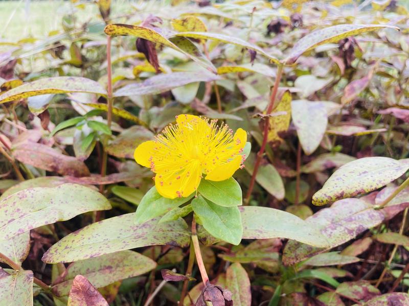 Maison ancienne - 123 m² - 5 pièces