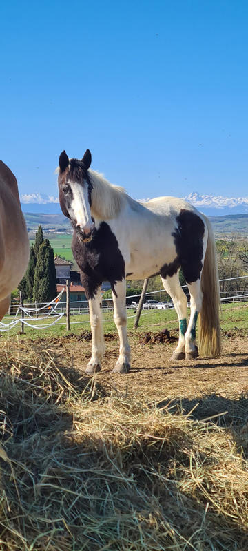 Fonds de commerce - Magasins - 62 459 m²