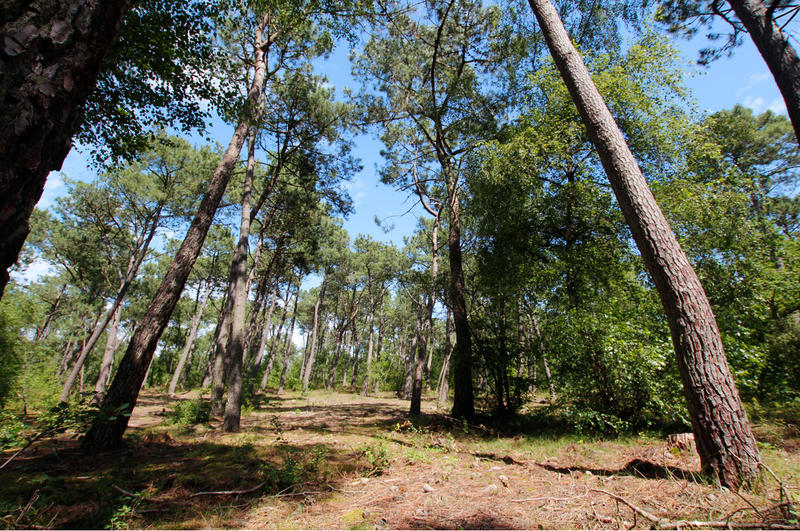 Visite guidée - Balade sensorielle en forêt