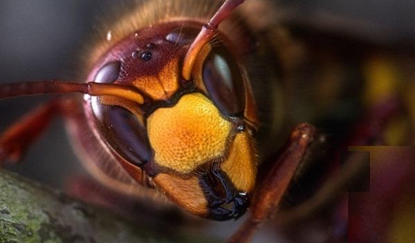 Lutte contre les Frelons asiatiques