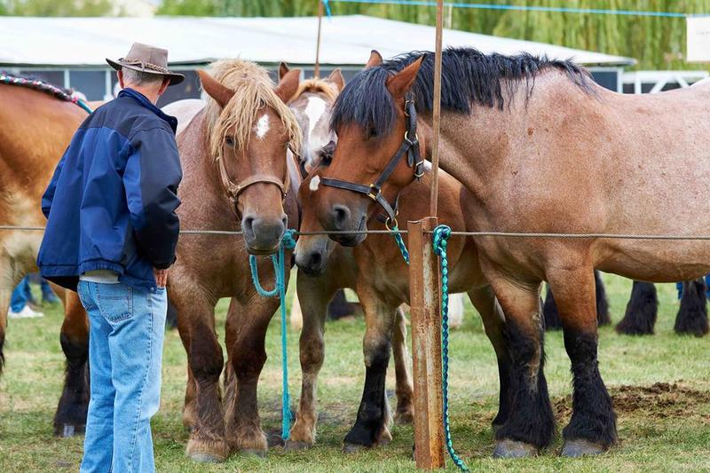 Foire Agricole de Sedan