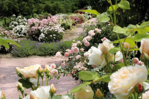 Jardin aux Plantes Parfumées