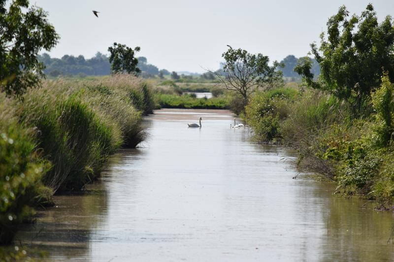 Marche des Restos du Cœur