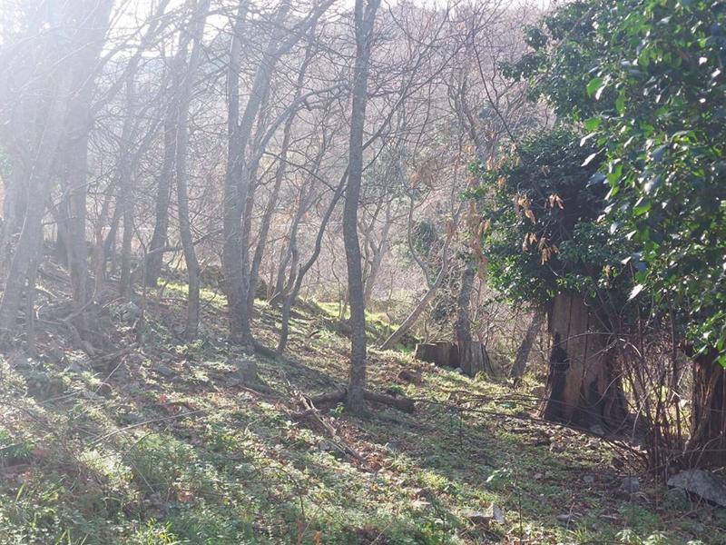 Terrain constructible - 1 361 m²