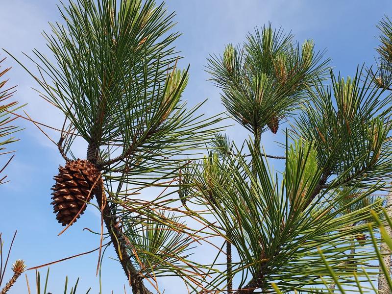 Atelier pour enfants - les secrets de la forêt