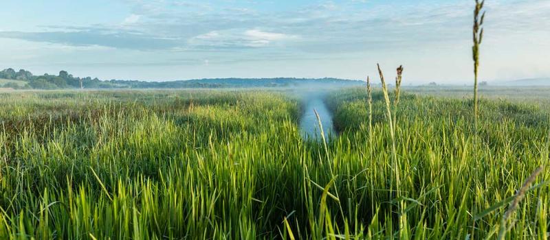 Balade à la découverte des papillons et autres petites bêtes du marais de la Touques.
