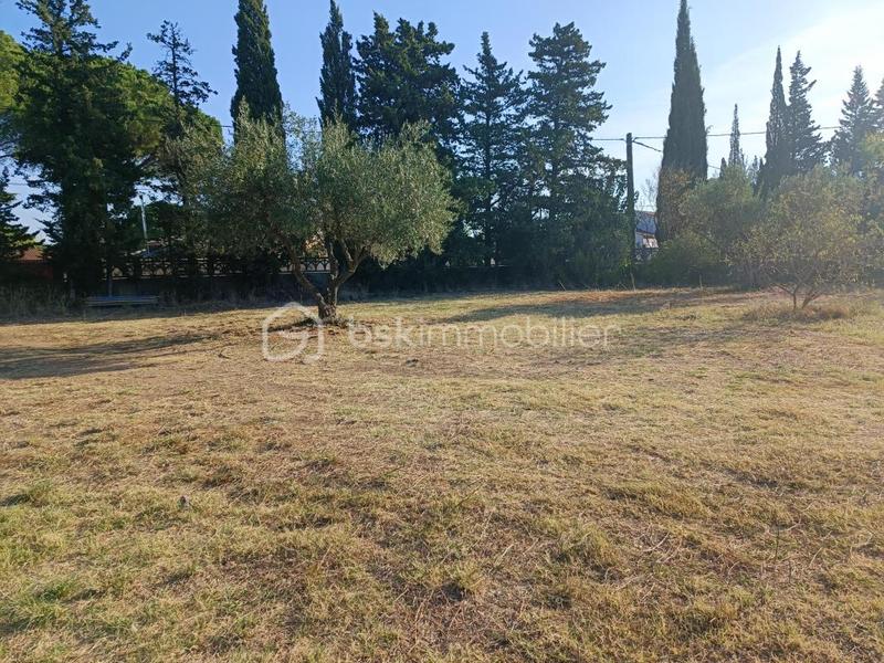 Terrain - 981 m²