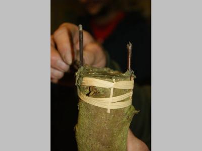 Bourse aux greffons de St-Cyr-la-Rosière