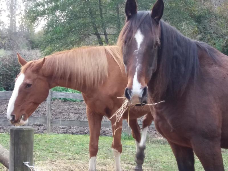 Maison - 175 m² - 7 pièces