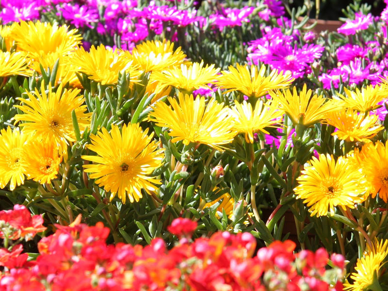 29ème fête des plantes et des fleurs