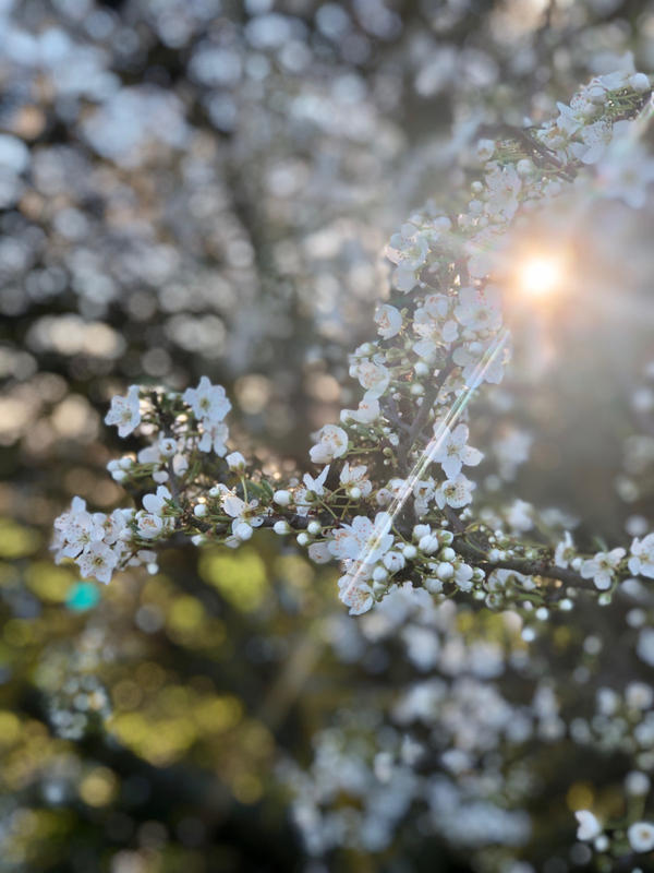 Le Mandelberg et la floraison des amandiers