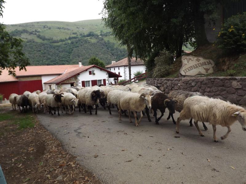 Visite de la ferme Etxepareborda