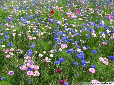 Maison traditionnelle - 80 m² - 4 pièces