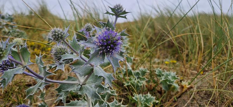 Un soir d'été dans les dunes