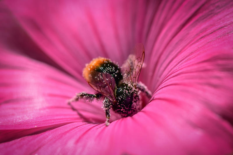Réserve Naturelle Nationale des Étangs du Romelaëre - les pollinisateurs