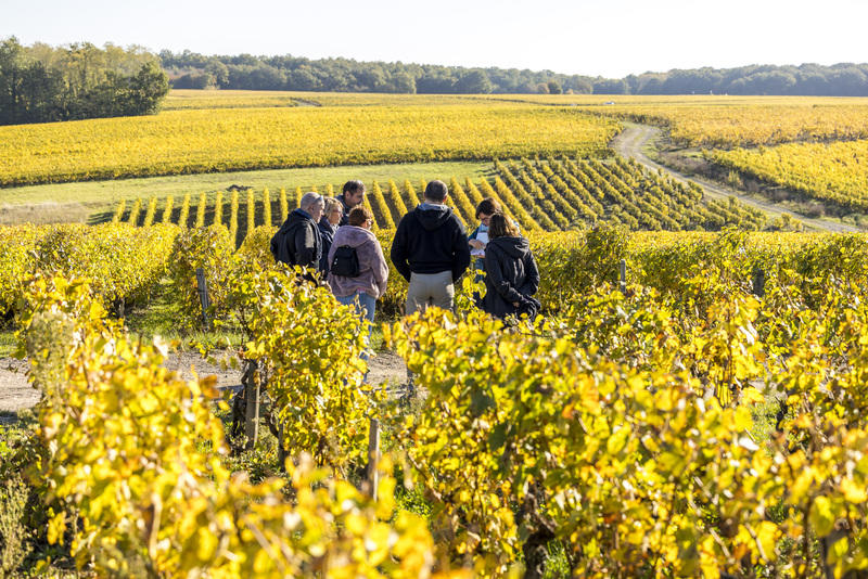 De la vigne au verre de vin