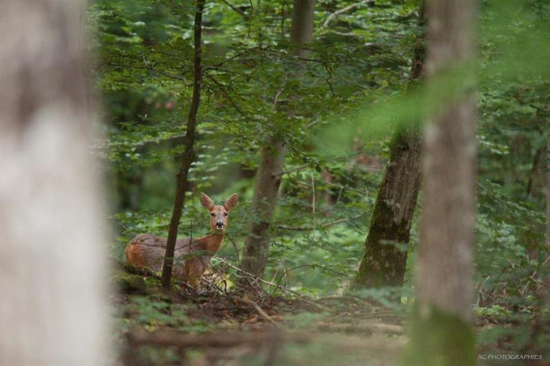 La forêt se la raconte