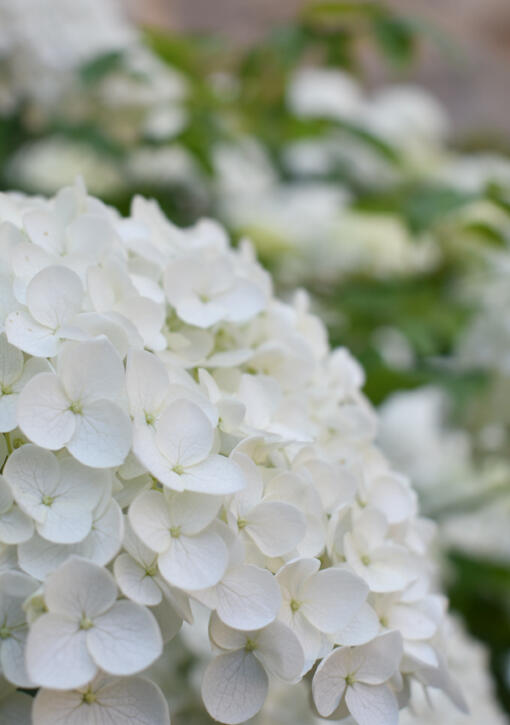 Rendez-vous aux Jardins