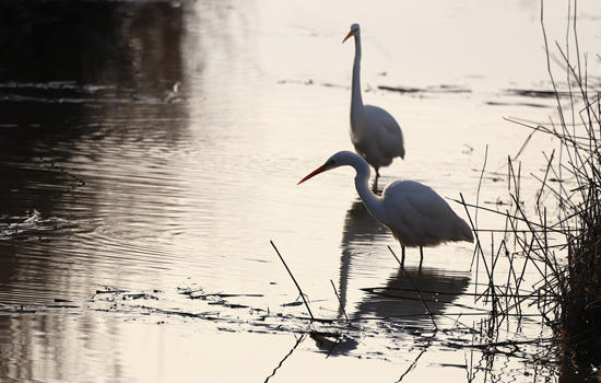 Sortie nature : les oiseaux hivernants en scène