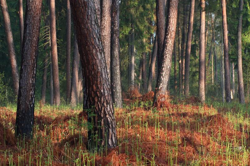 Comment ça pousse ? À la découverte du métier de forestier