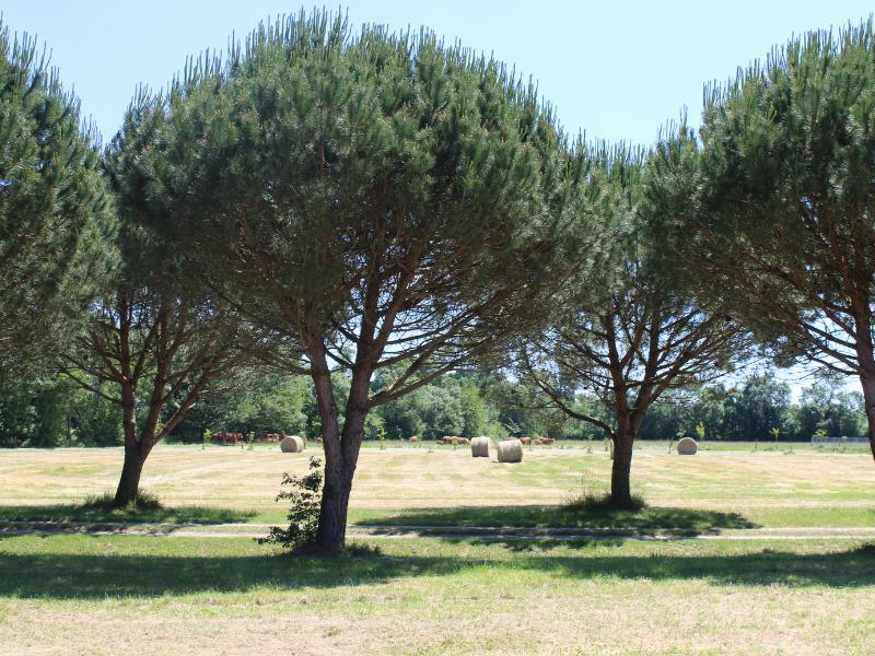Semaine de la Biodiversité - Balade transhumance et repas à la ferme des prairies de Pallard