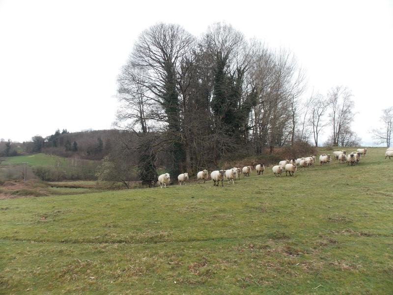 Corps de ferme - 110 m² - 5 pièces