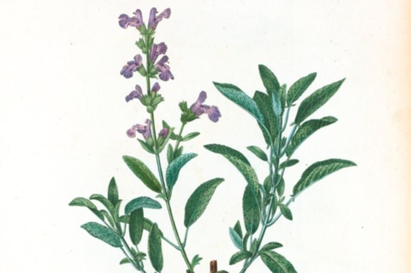 Conférence : les plantes qui soignent