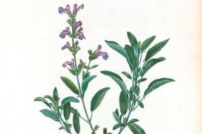 Conférence : les plantes qui soignent