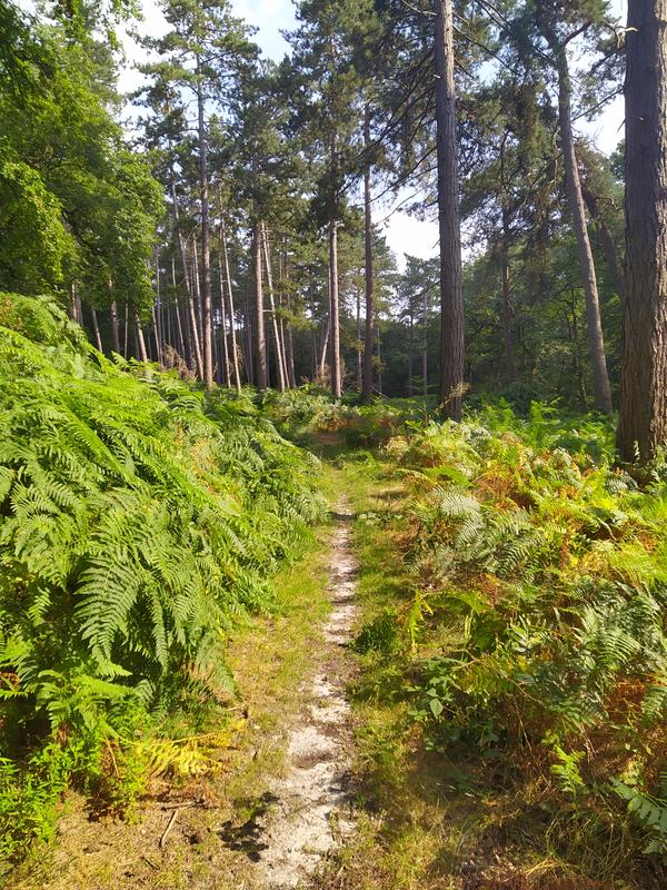 Randonnée bivouac en forêt d'Halatte