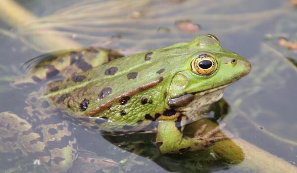 Abc, je suis la Rheine(ette) des Remparts