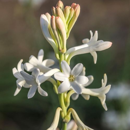 Domaine du Mas de l'Olivine