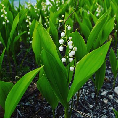 Agapanthes Fleurs