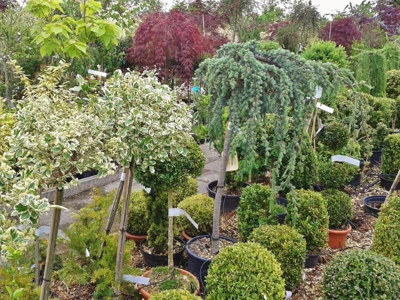 Foire aux arbres et aux plantes