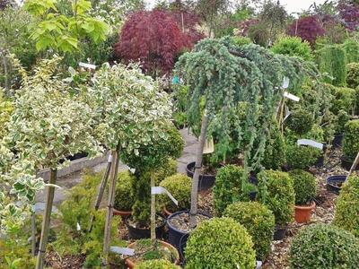 Foire aux arbres et aux plantes