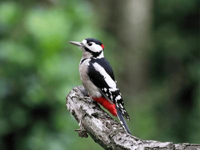 Sortie ornithologique - a l'écoute des oiseaux des forêts