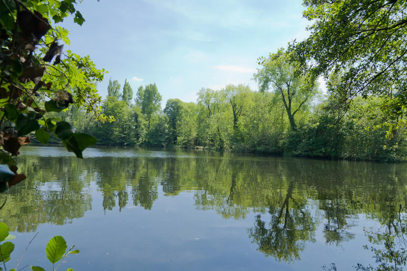Marais de Biache - Arbres et arbustes du marais