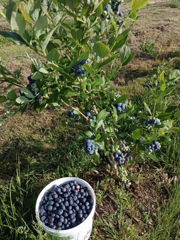 Auto-cueillette des myrtilles bio à la ferme