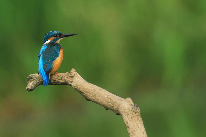 Domaine de Bellenville - Escape game sur les oiseaux du Pas-de-Calais