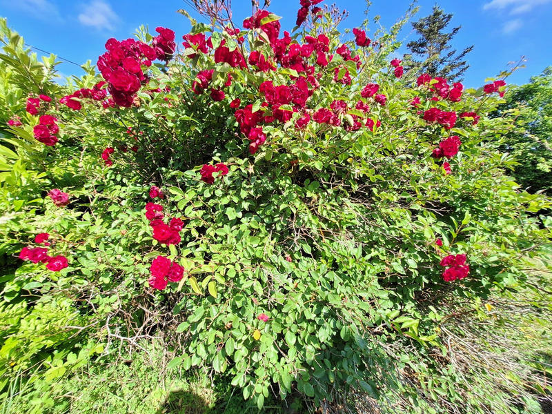 Maison - 122 m² - 5 pièces