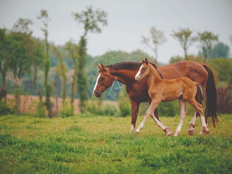 Haras - 300 m² - 11 pièces