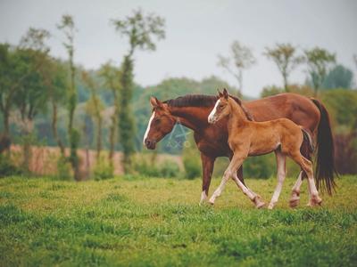 Haras - 300 m² - 11 pièces