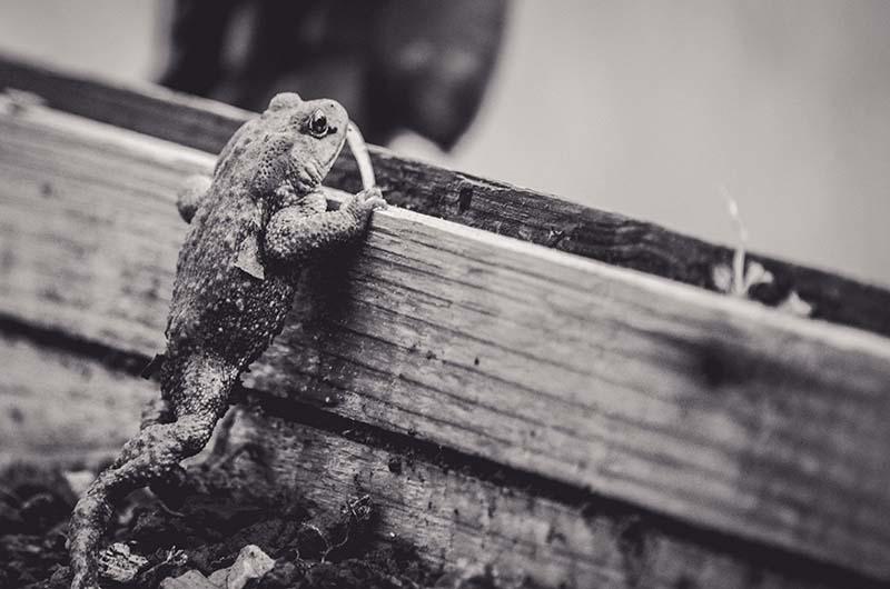 Sortie - Que de vie dans l'eau !